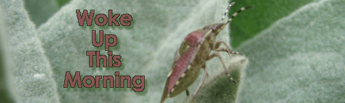 Woke Up This Morning header - Bug