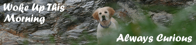 Woke Up This Morning header - Curious dog