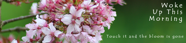 Woke Up This Morning header - Flower bloom