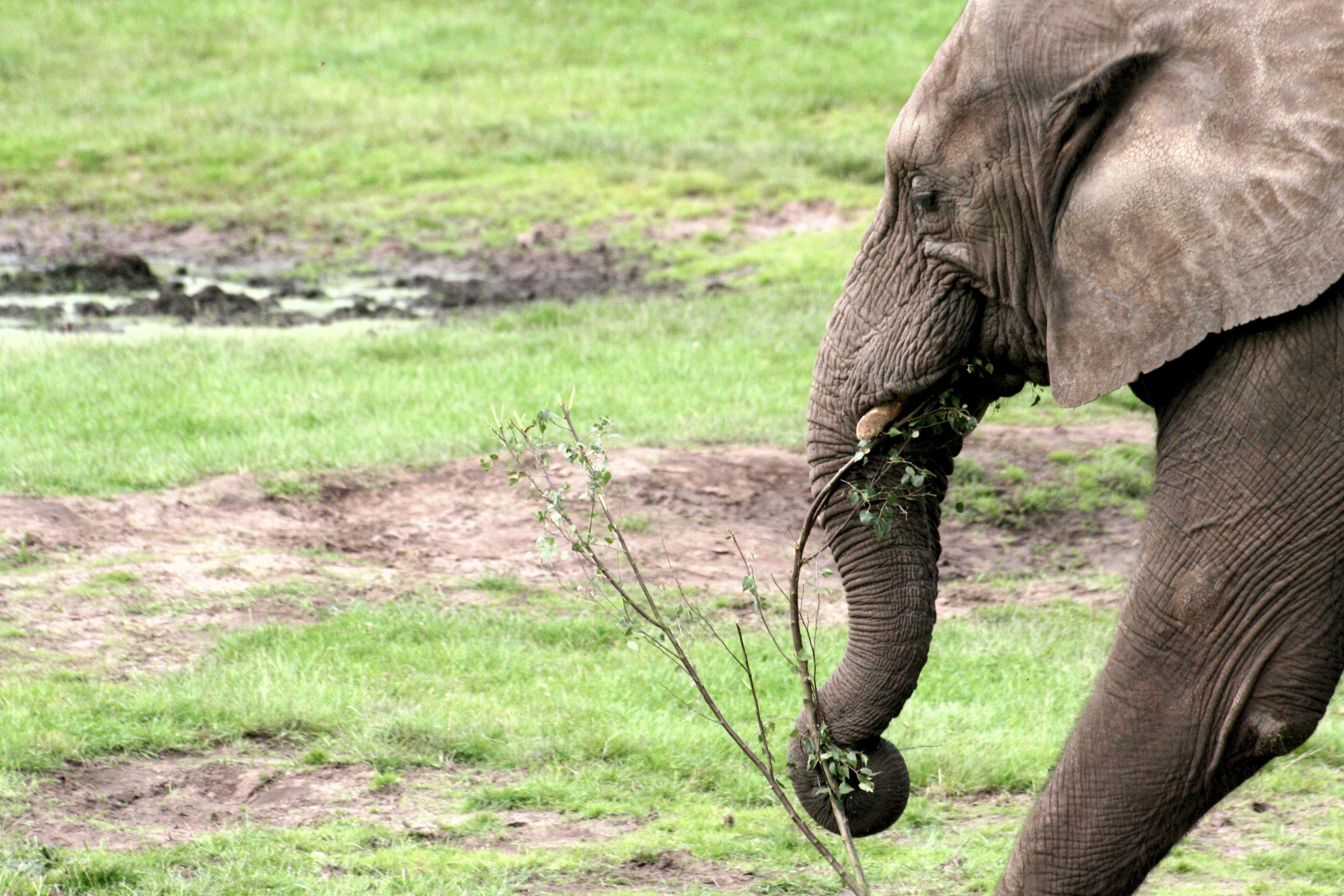 Elephant at West Midlands Safari Park