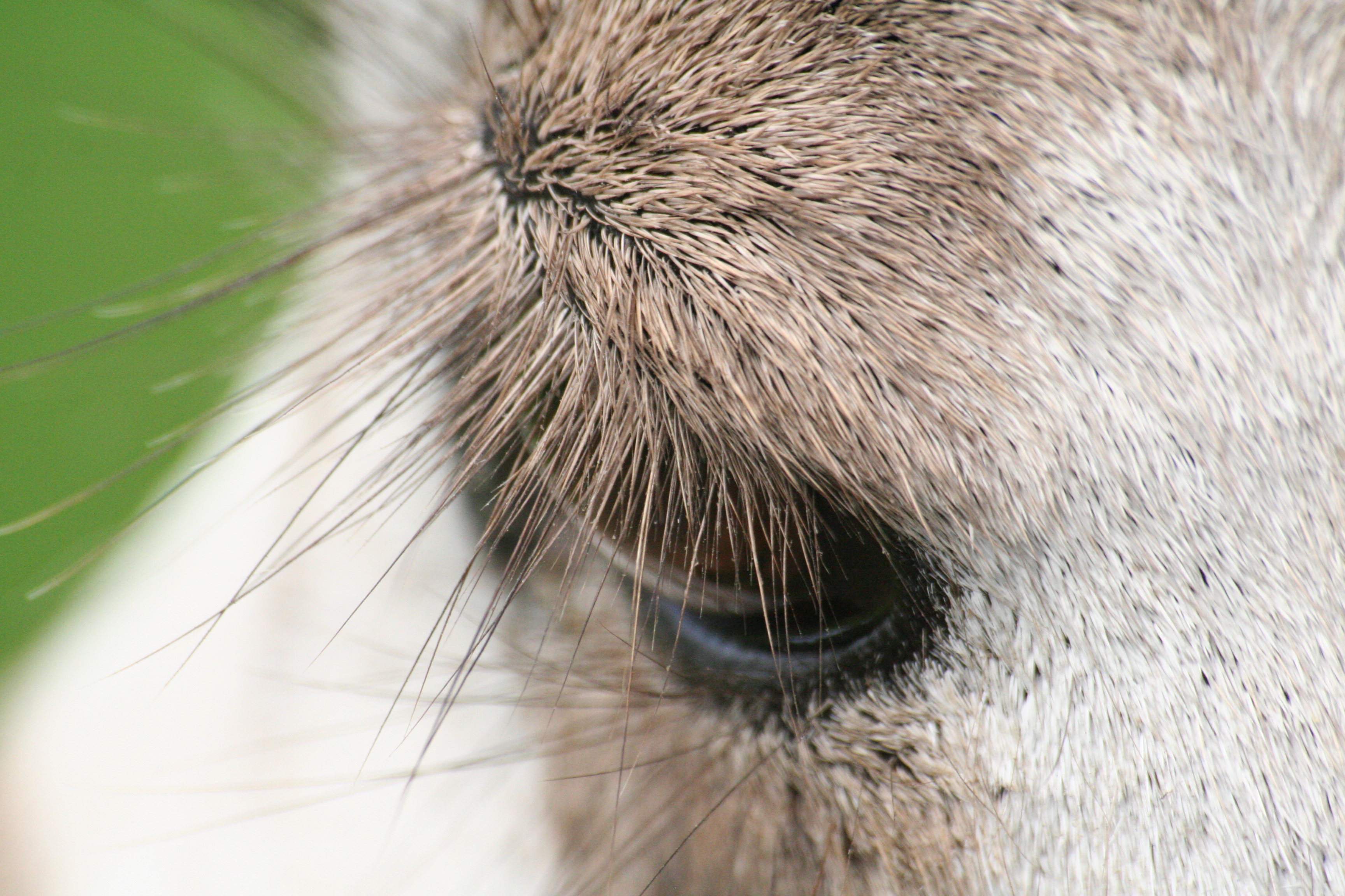 Close up of eyelashes on deer
