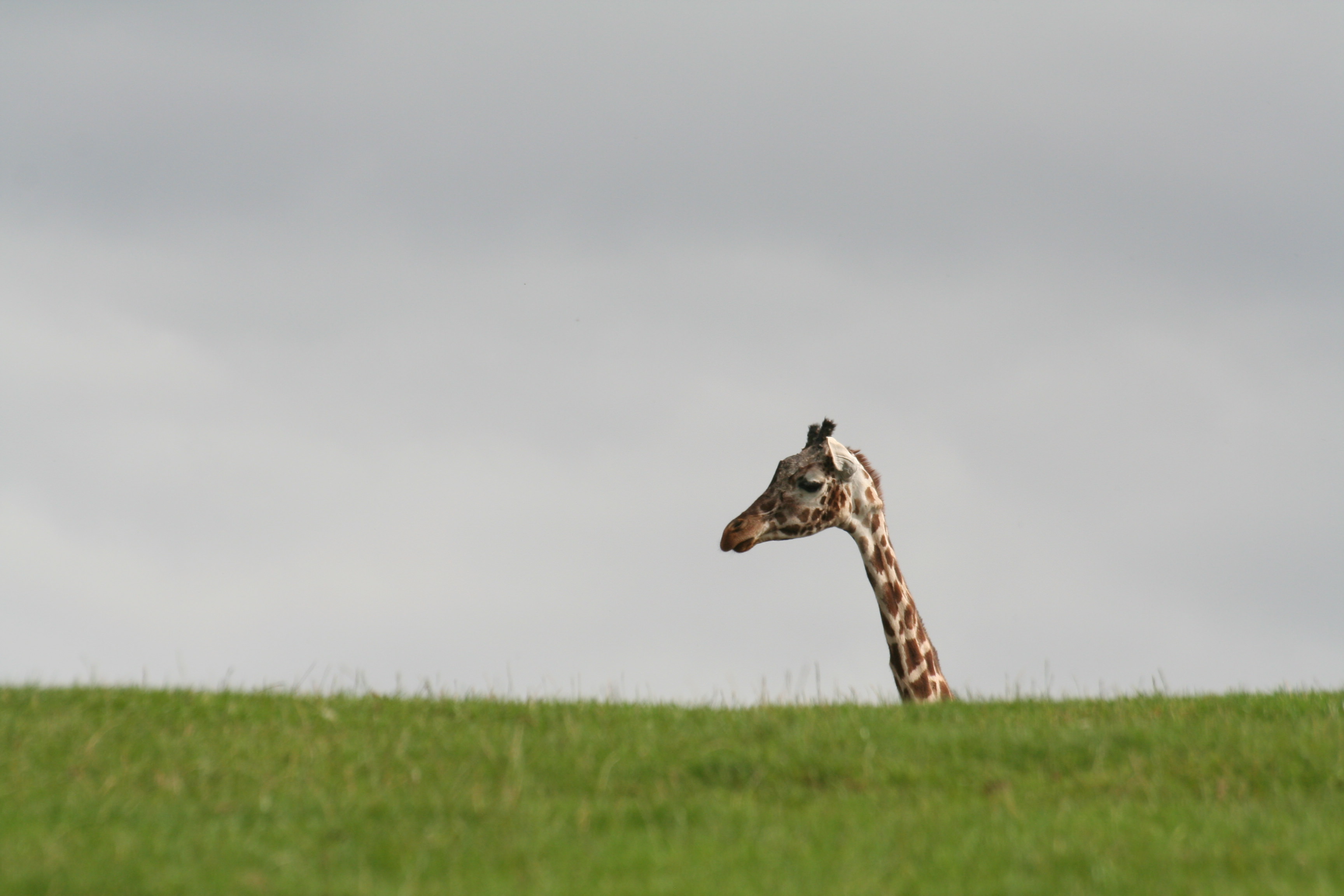 Head of giraffe visible above green grass crest
