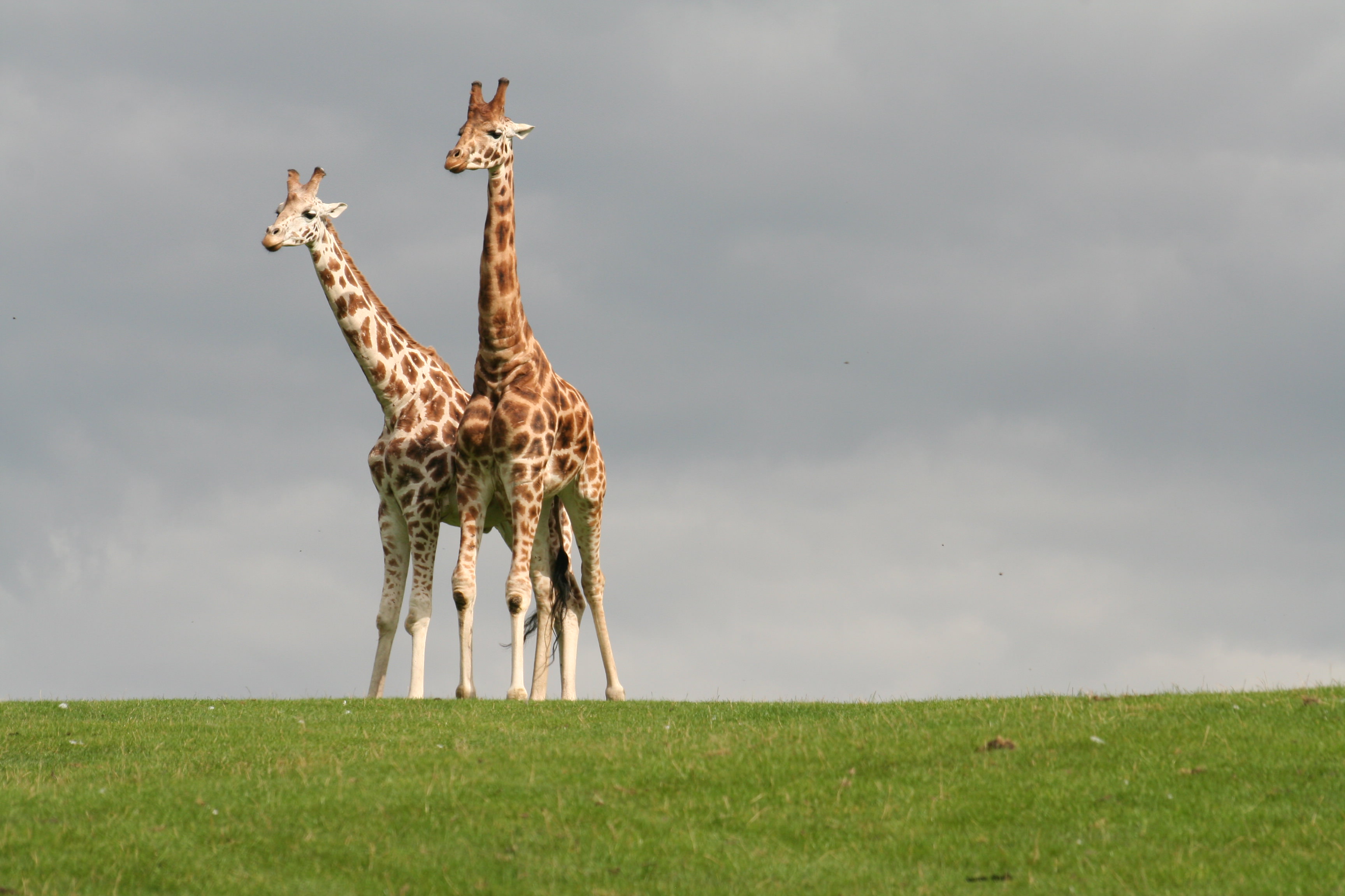 Two giraffes against a cloudy sky