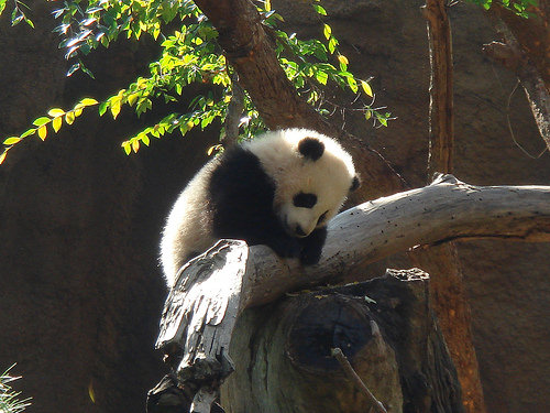 Baby Panda Thursday #47