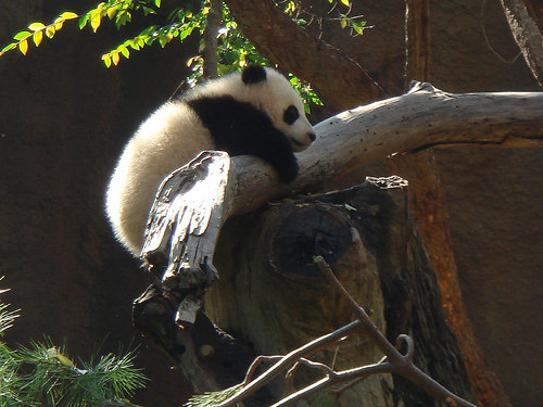 Baby Panda