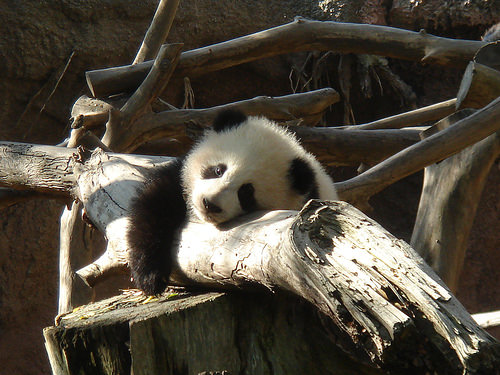 Baby Panda