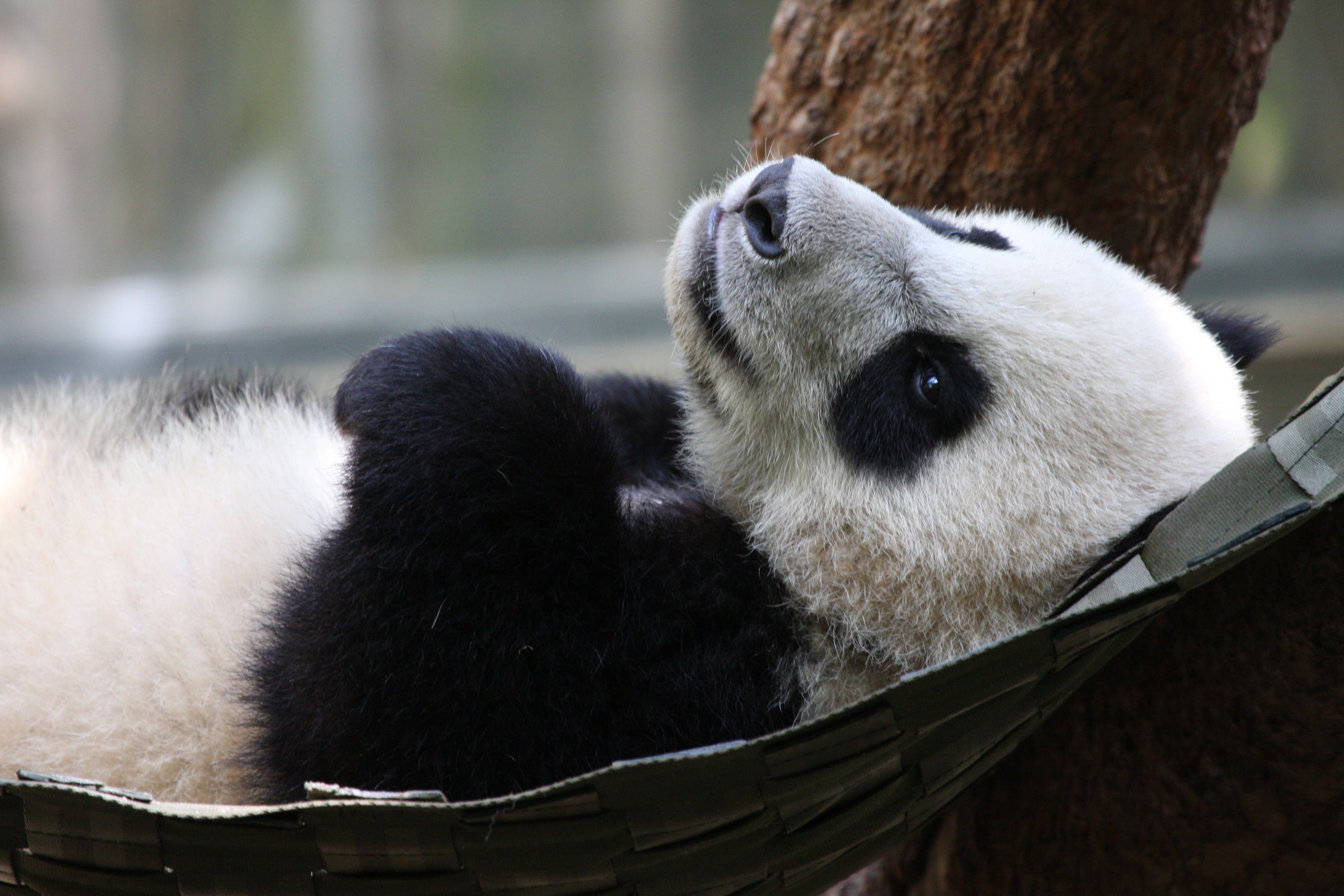 Baby panda