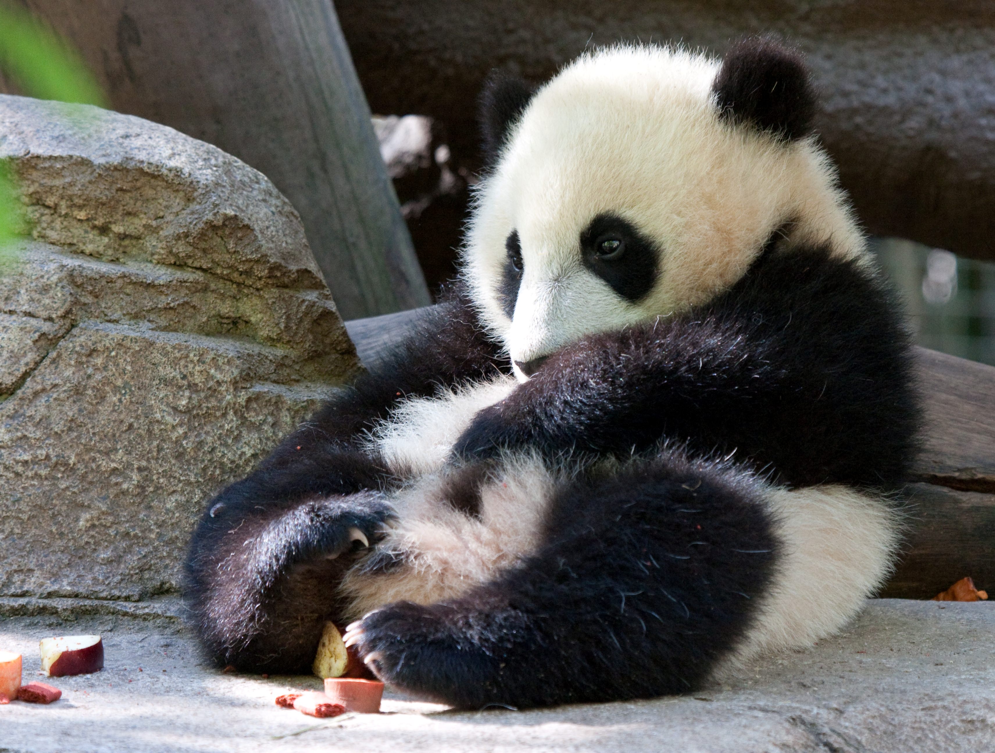 Baby panda