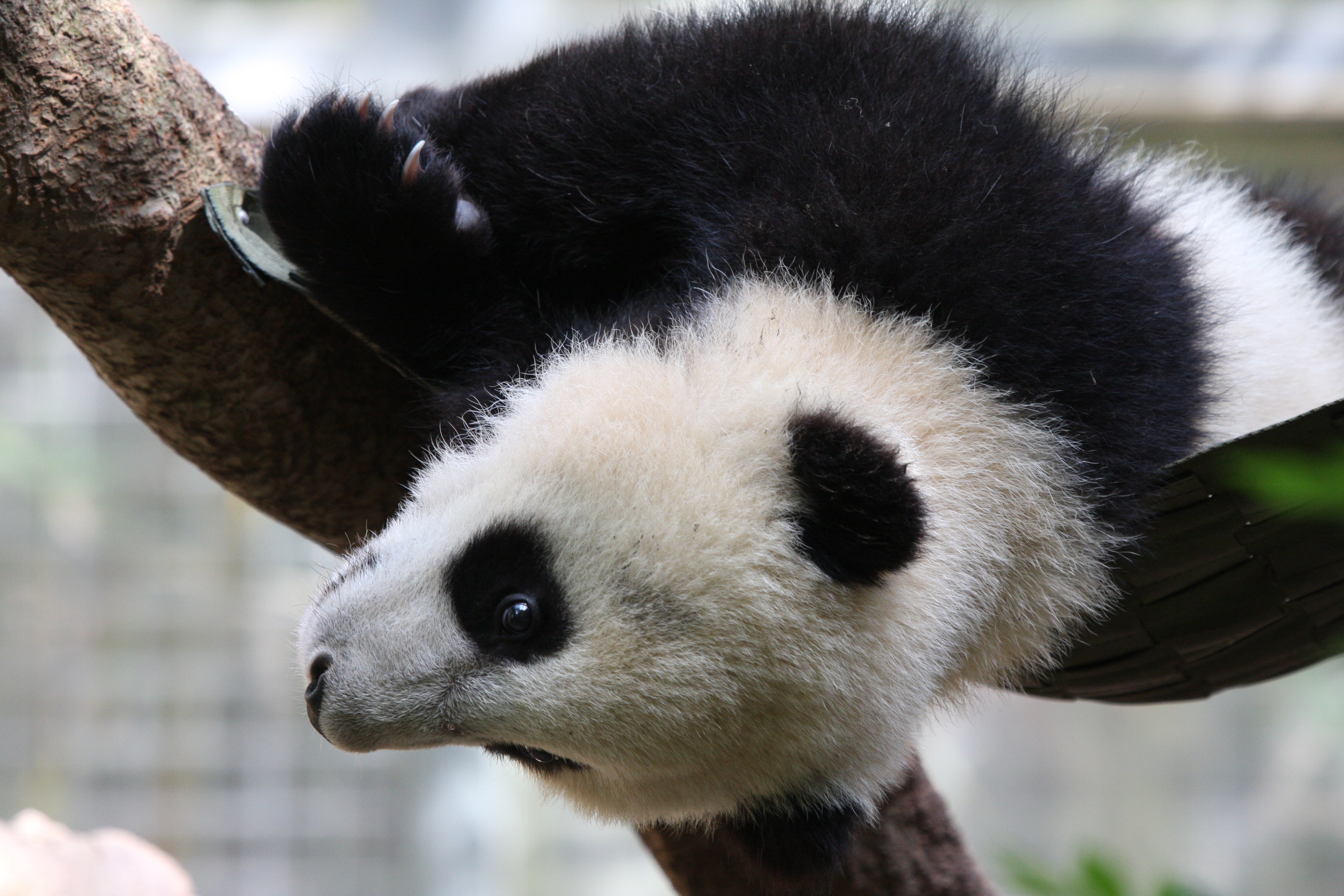 Baby panda