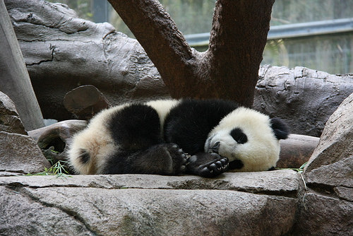 Baby panda sleeping