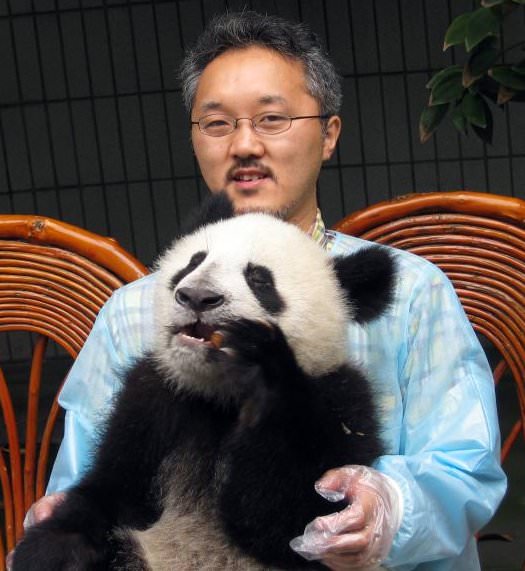 Man holds baby panda chewing on bamboo