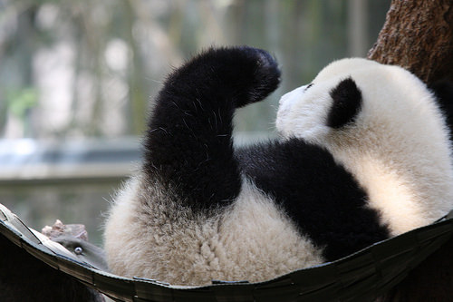 Panda in hammock with one leg in the air
