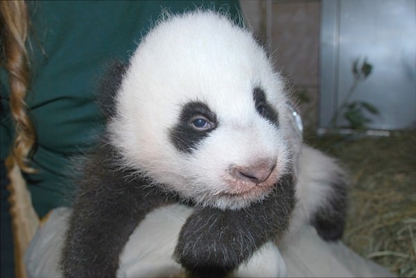 Baby Panda