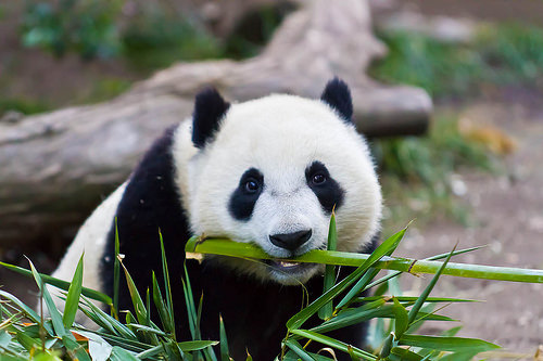 Baby panda with bamboo in mouth