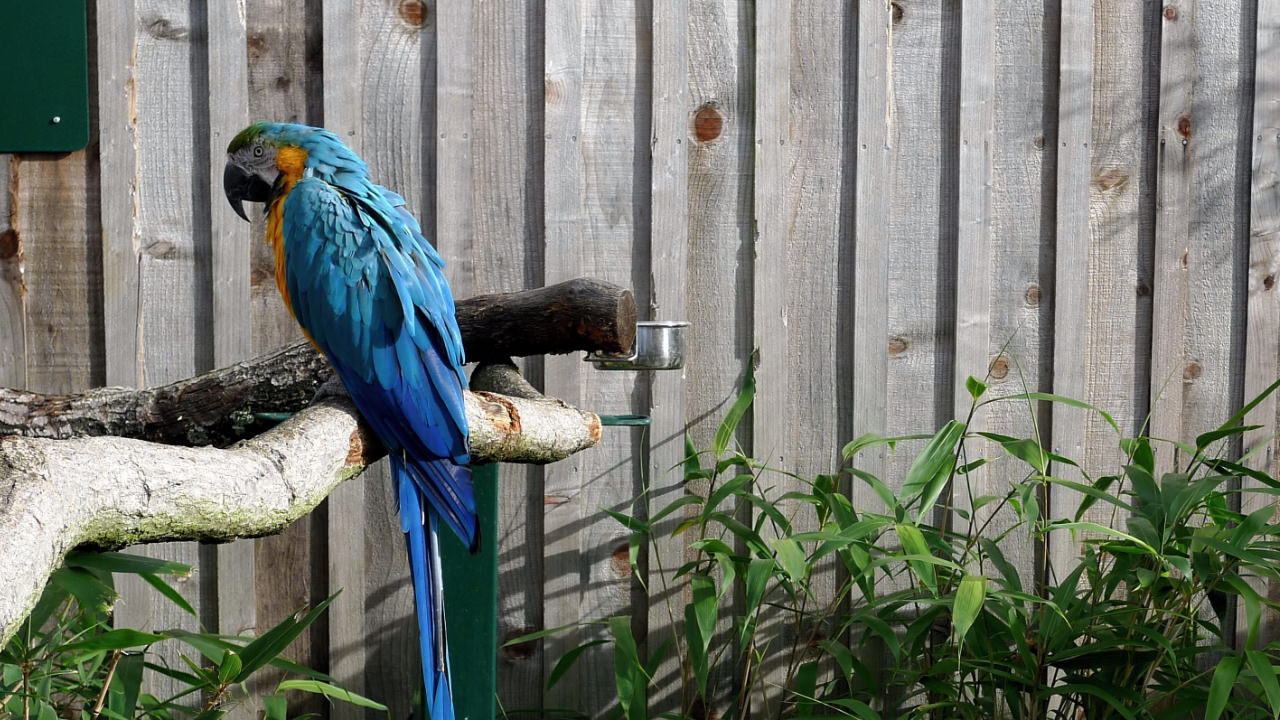 Longleat parrot