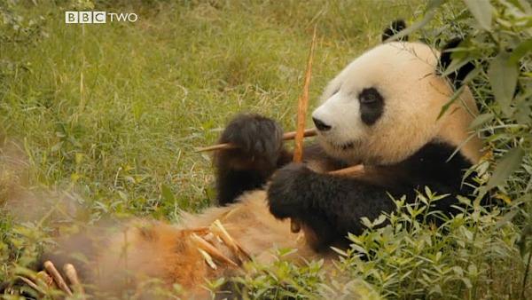 Panda Makers screenshot