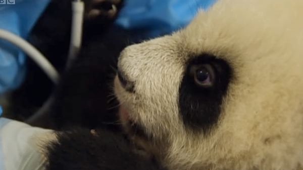 Panda Makers screenshot