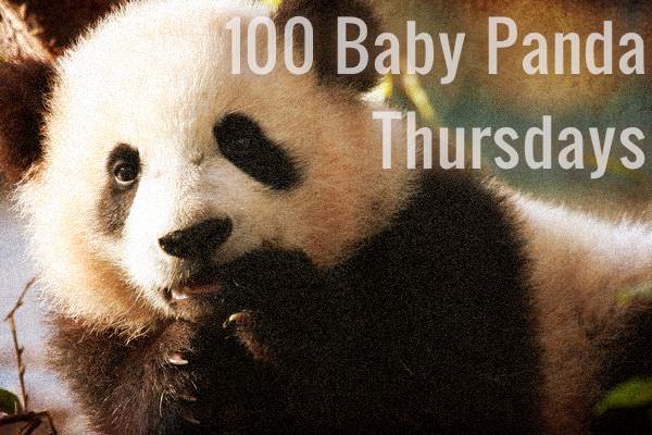 Baby Panda Thursday #100