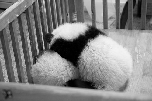 Two baby pandas wrestling in a crib