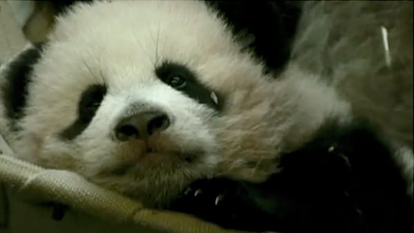 Baby Panda