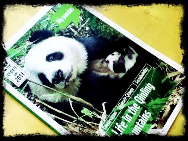Baby Panda
