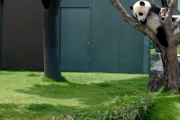 Panda in a tree