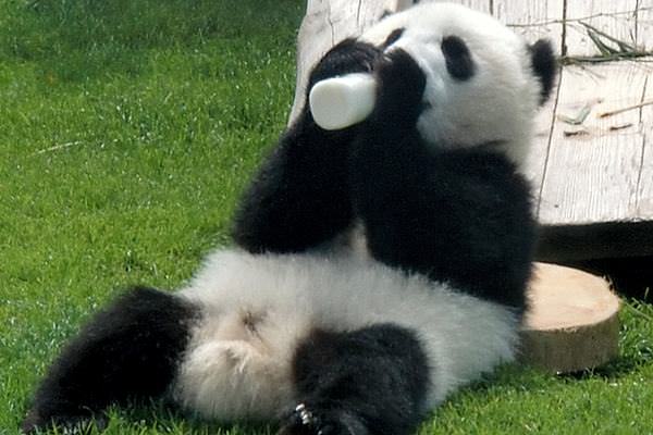 Baby Panda