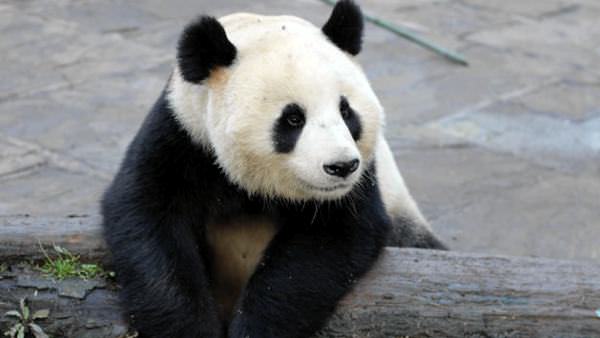 BBC Wild About Pandas