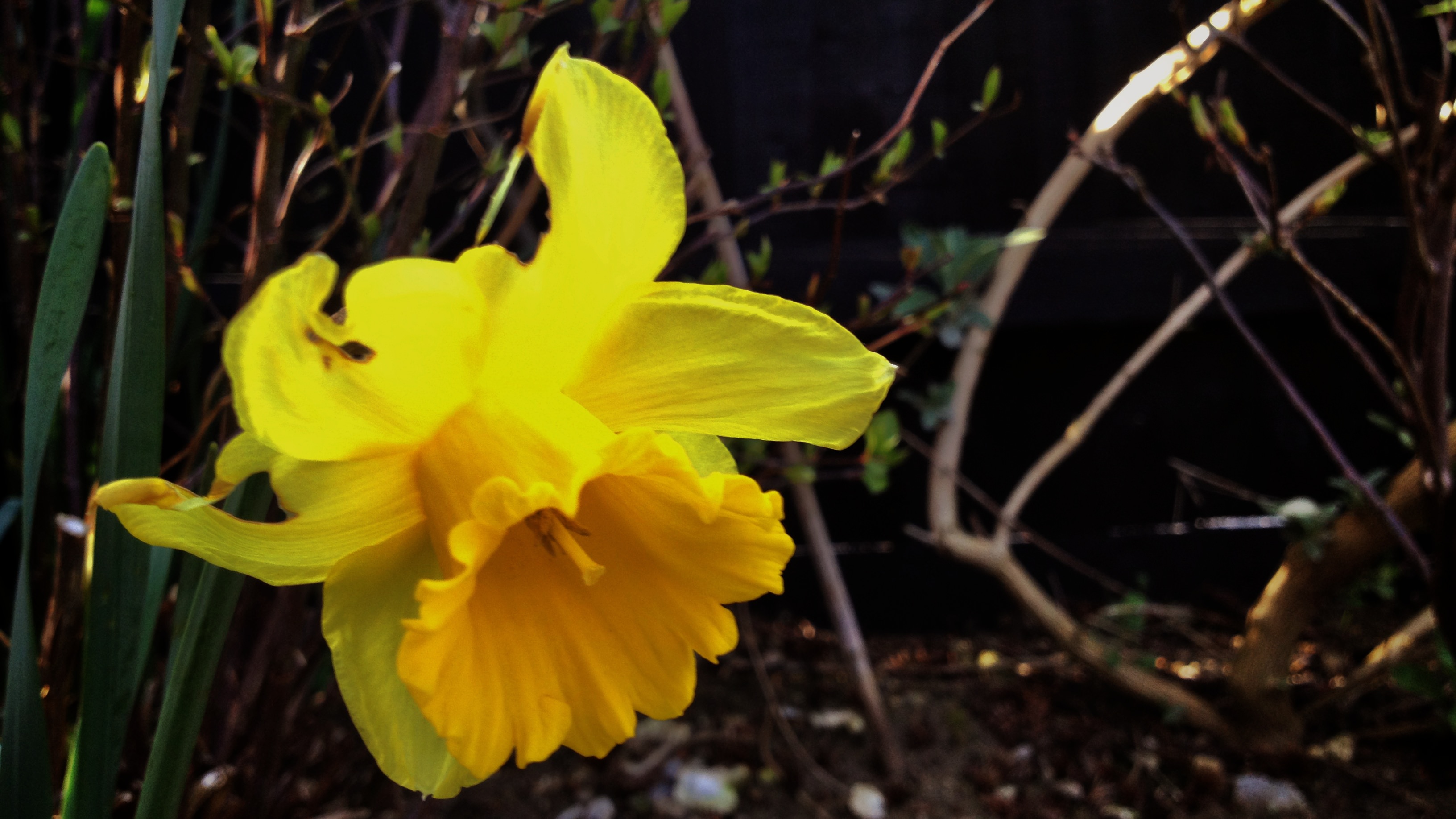 Golden daffodil