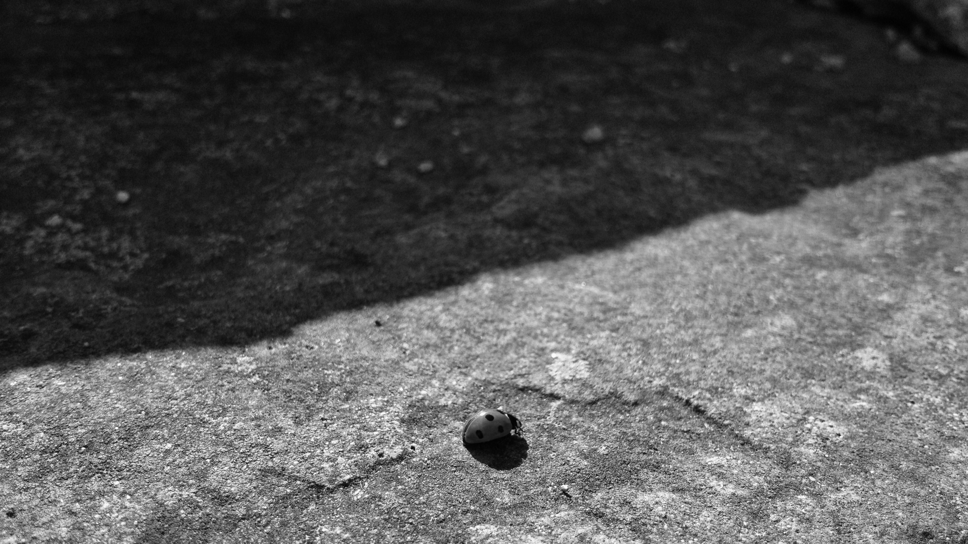 Little lost ladybug