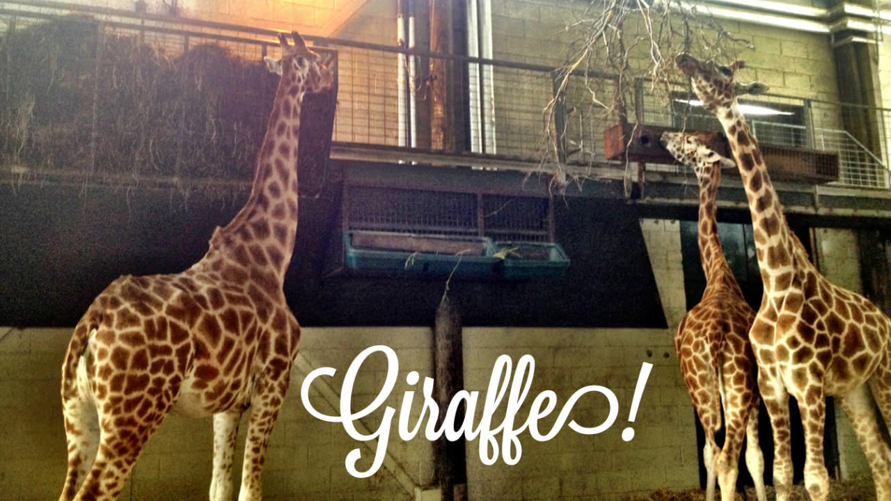 Giraffes
