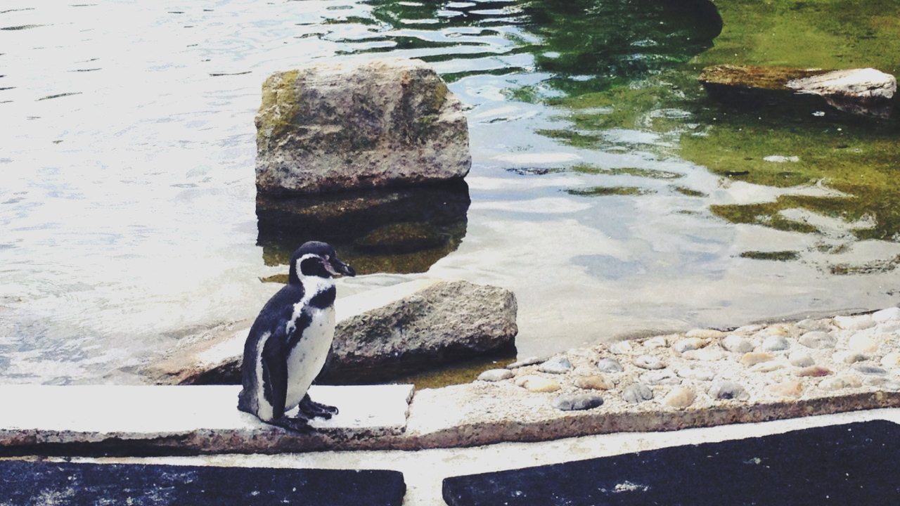 Penguin