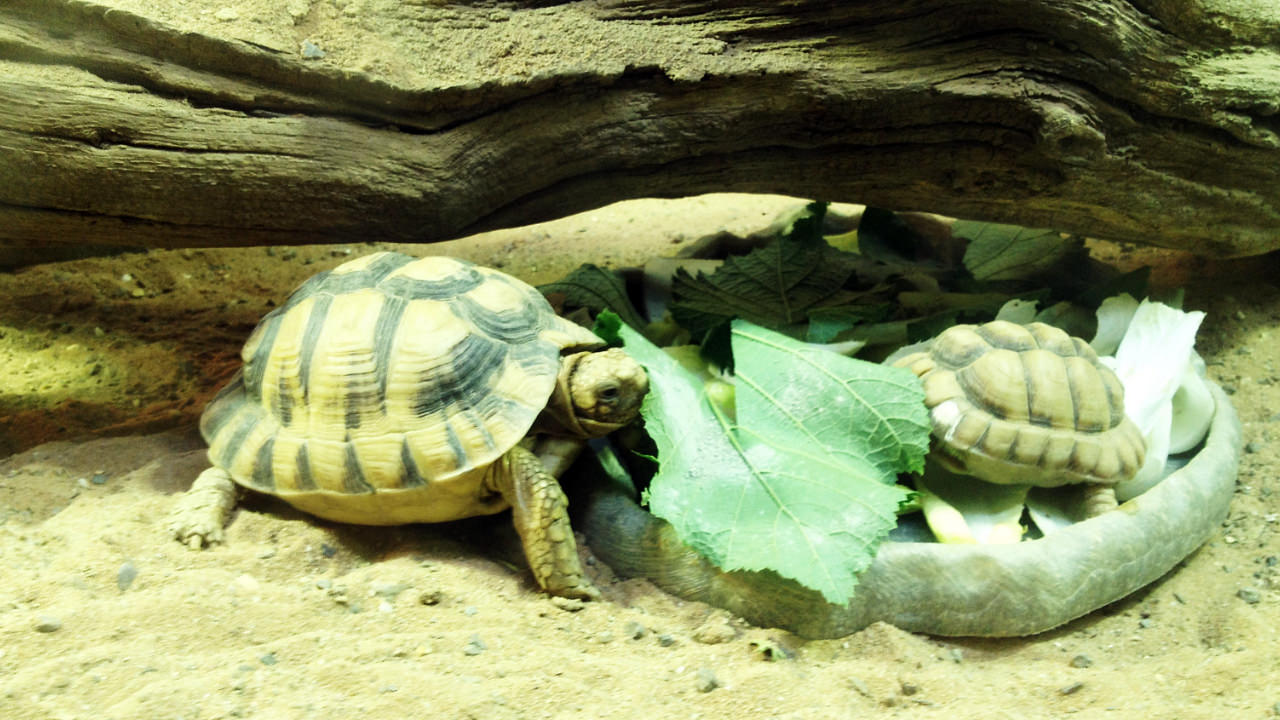 Tortoise