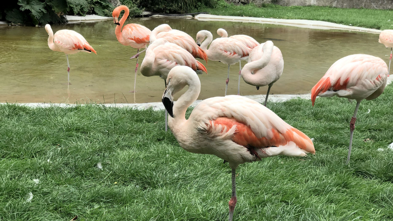 Dudley Zoo flamingo