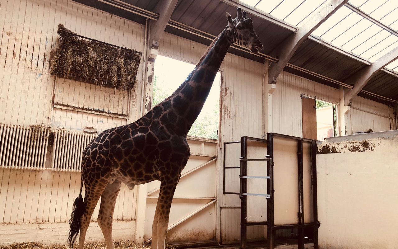 Dudley Zoo giraffe