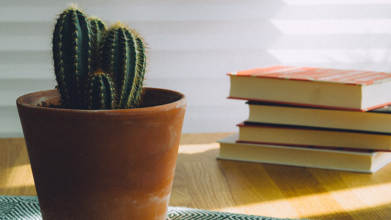 Books and cactus
