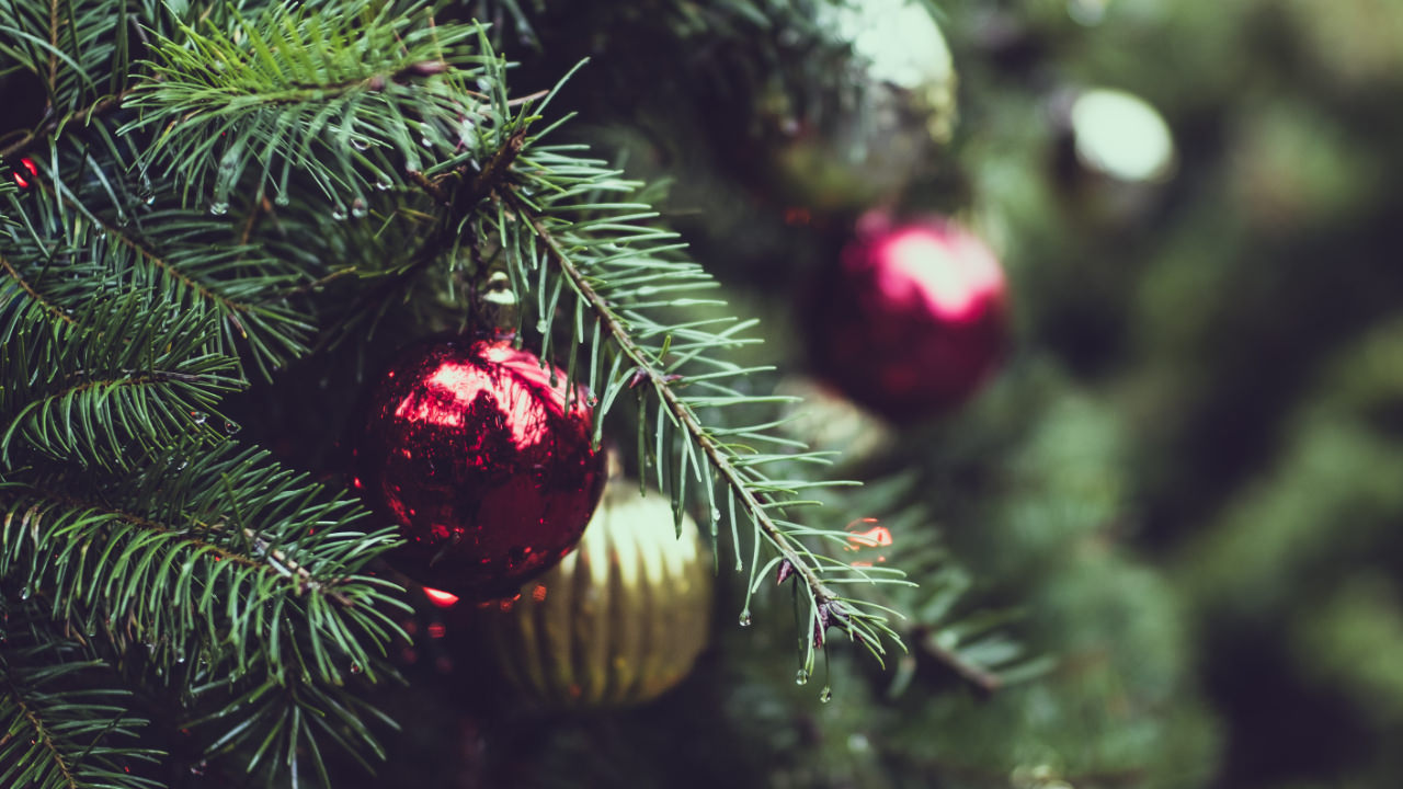 Christmas tree close up