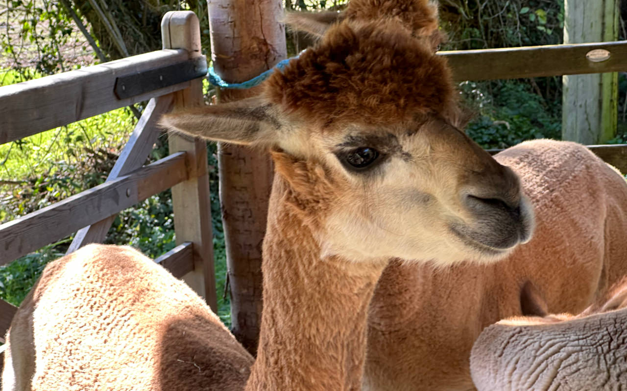 A brown alpaca in a pen with two other alpacas hidden behind it
