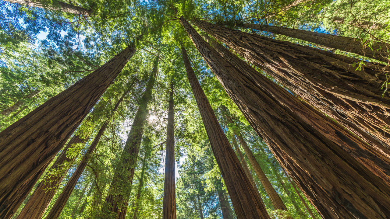 Looking up at the skies in a forest of tall redwood trees