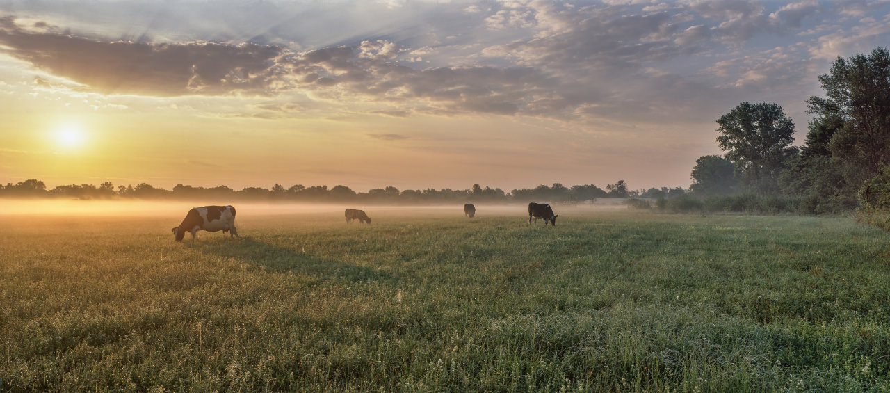 A landscape of a field of cows next to a hedgerow on the right, with the morning sun shining on the left