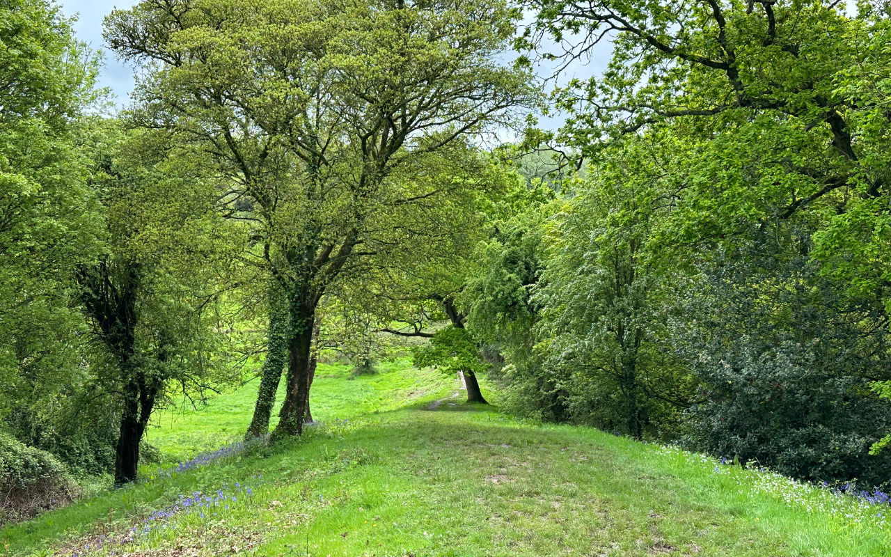 A photo of the grassy path going slightly uphill and surrounded by trees