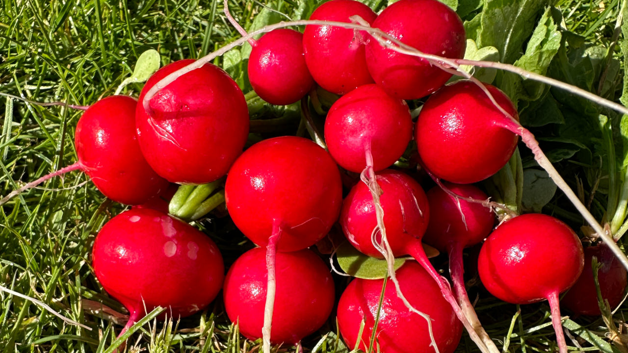 A handful of radishes, gleaming red in the sunshine, resting on the grass