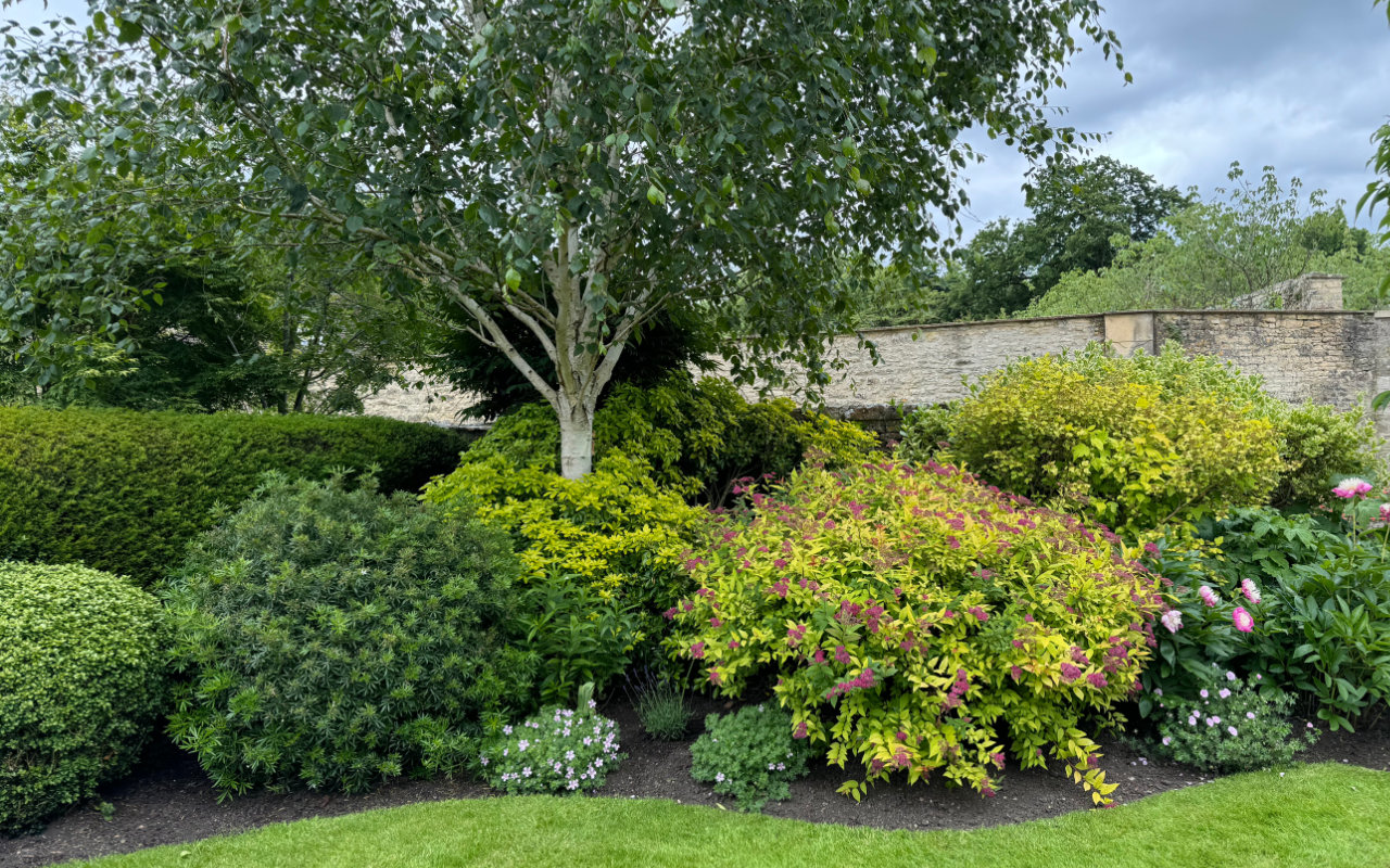 Hedges and a tree along a border garden with a curving lawn edge