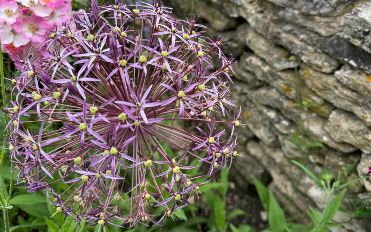 A purple flower in focus to the left with a dry stone wall blurred in the background