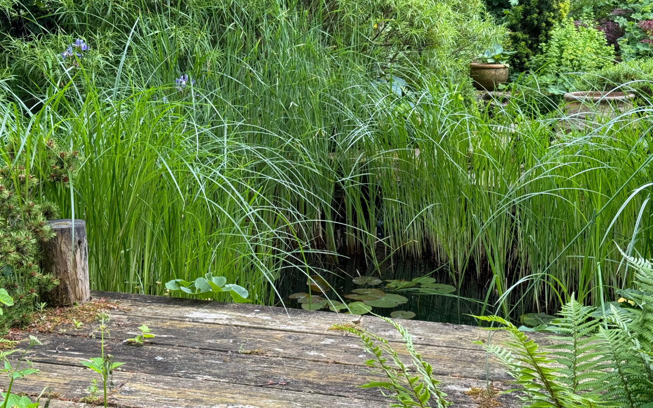 Lots of wilding greenery growing around a small wooden dock that looks over a small wildlife pond