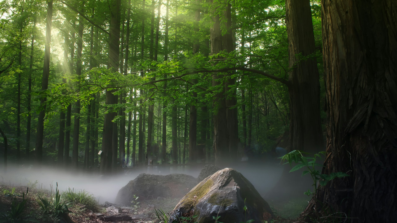 A moody photography in the heart of a forest with green trees, a scatter of rocks in front, and streaming sunshine dappling through from the left