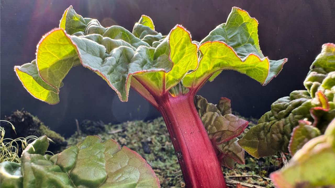 How does your garden grow?