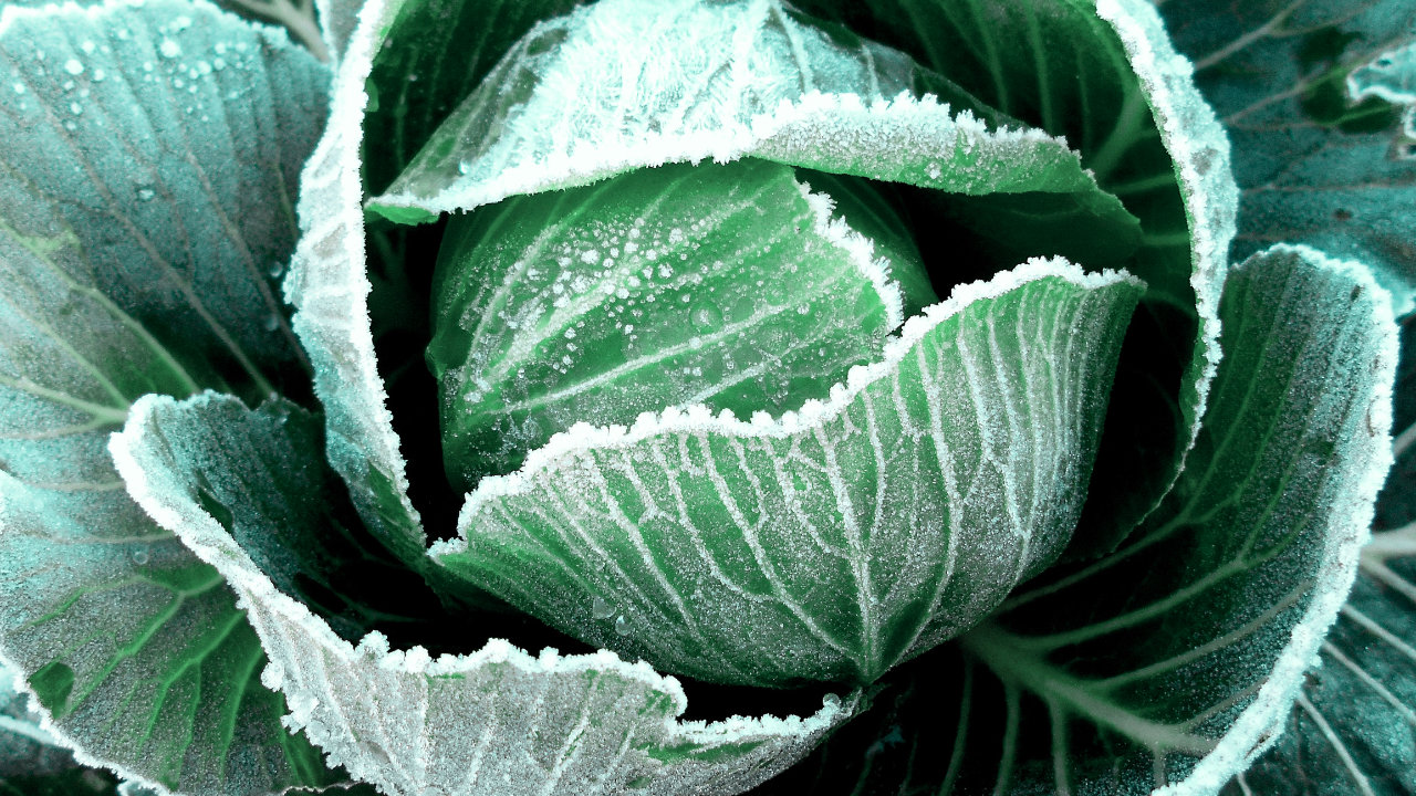 A close up of a cabbage in the garden, with frosted leaves