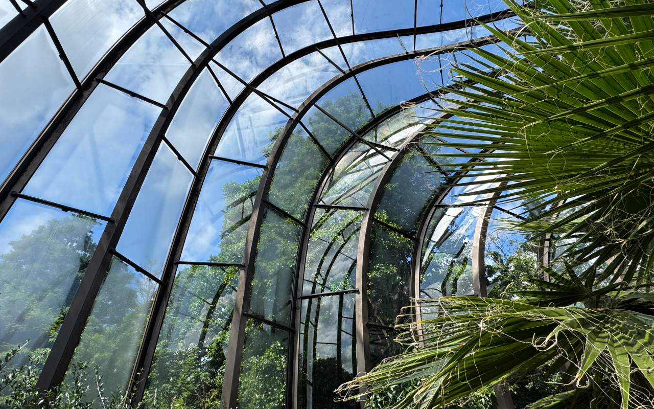 From inside the greenhouse looking out, with a flash of greenery to the left, and the blue sky visible behind the glass, criss-crossed with black supports