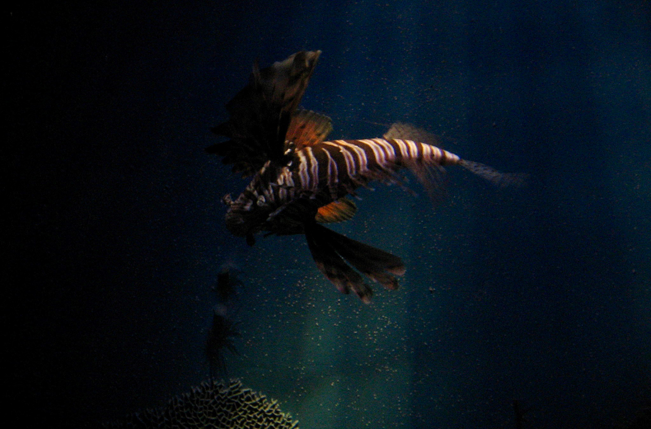 A lion fish in the centre of the photo in dark water, with a shaft of light illuminating the scene, and a small amount of coral right at the bottom of the scene